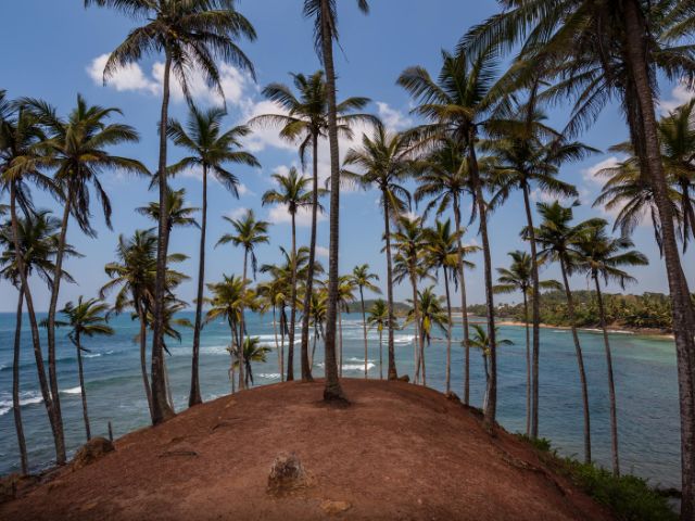 Magical History from the Sri Lankan Tree of Life (Part 5)