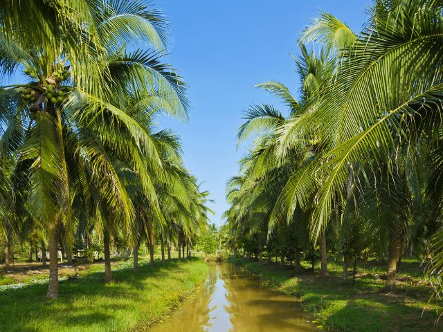 Magical History from the Sri Lankan Tree of Life (Part 4)