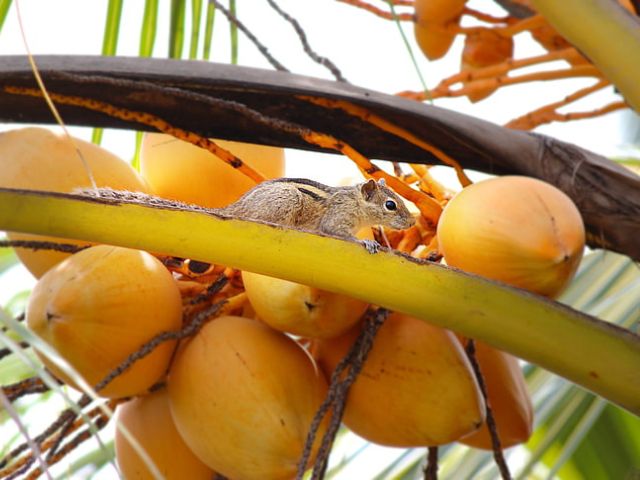 Magical History from the Sri Lankan Tree of Life (Part 2)