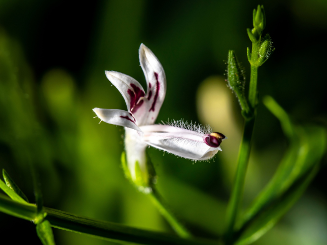 Andrographis – The Medicinal Plant that Packs a Punch