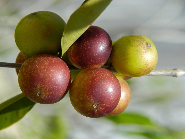 Camu Camu The Amazons Leader of Vitamin C