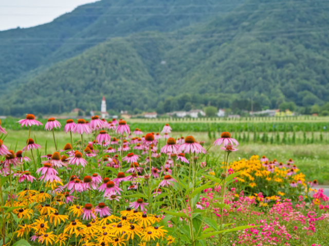 Battling the Common Cold with Echinacea