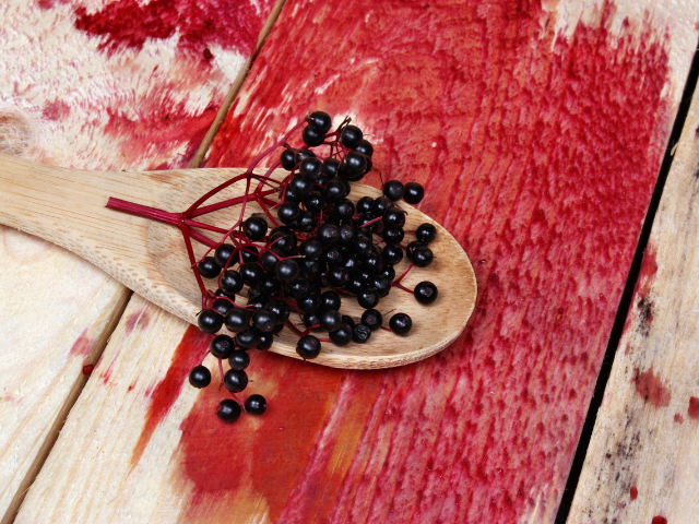 Shielding the Immune System with Elderberries