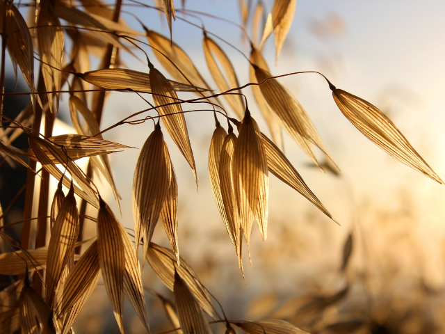 Sowing Your Wild Oats with Oat Straw