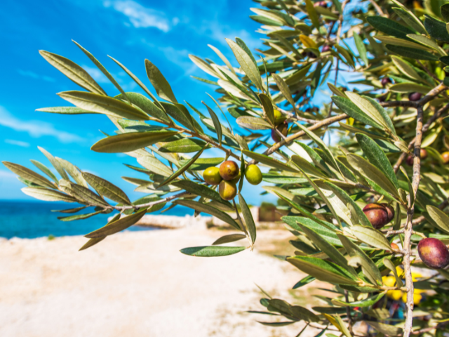 The Mediterranean’s Green Gift to the World